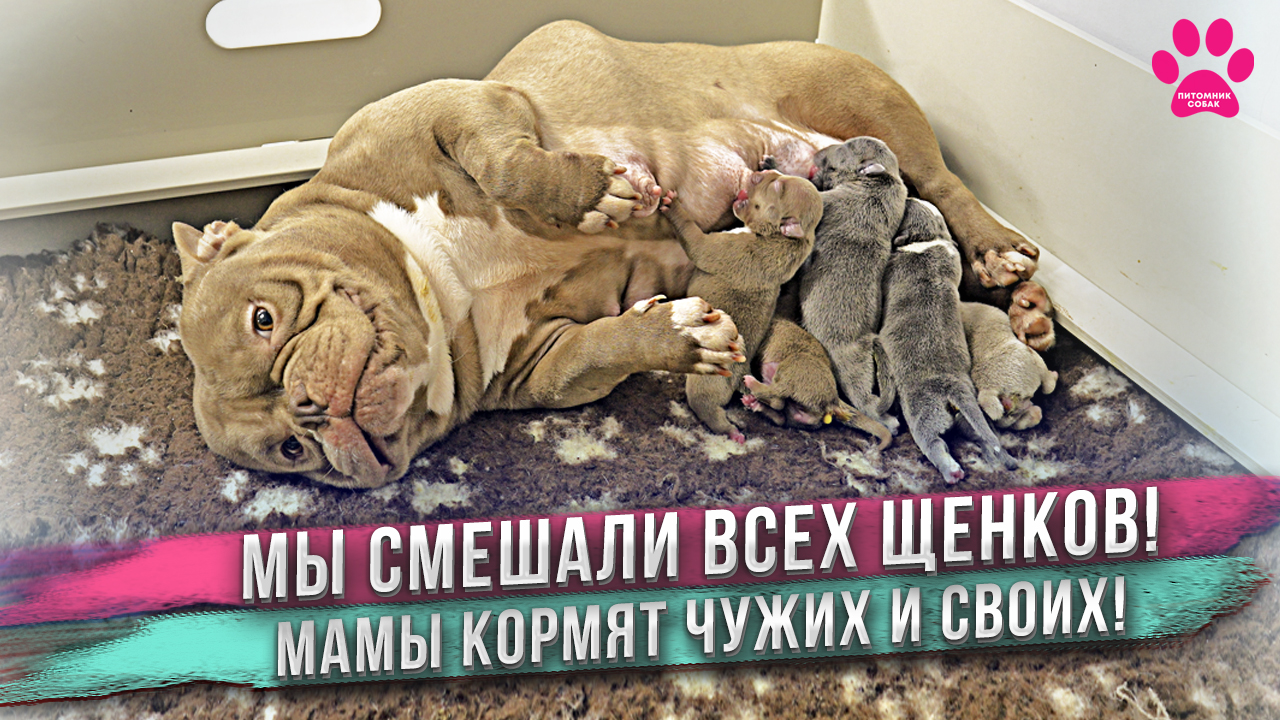 Собаки кормят чужих щенков. Только у нас в питомнике такое можно увидеть! смотреть онлайн