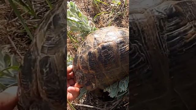 Черепахи на берегу Каспийского моря смотреть онлайн