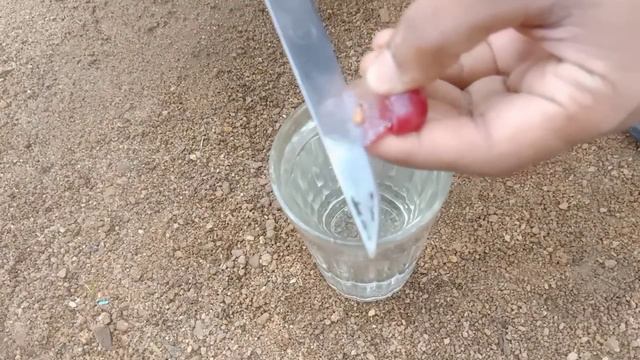 Great idea How to Grow grape tree with water and Aloe vera смотреть онлайн