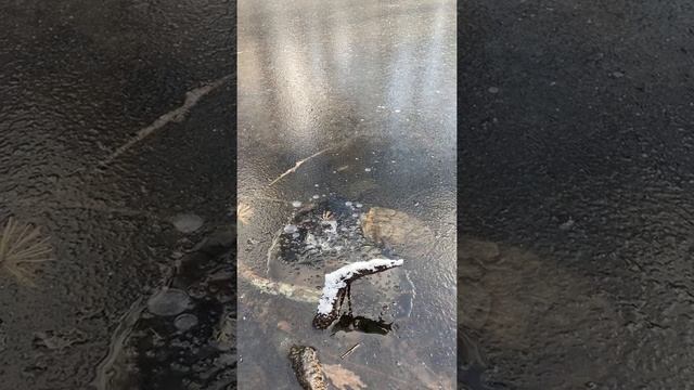 Черепахи зимой смотреть онлайн