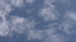 ГОЛУБИ ХАРЛАШИНА ,ЧАСТЬ  2. Полёт ,игра, голубей.  Разговор о стоимости ....