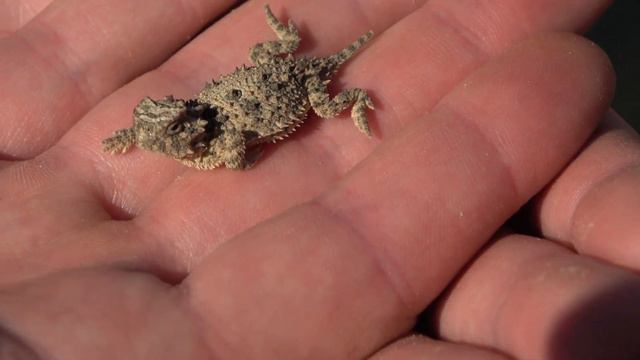 Texas Horned Lizard (Horny Toad) - (4k) - Episode 38 смотреть онлайн