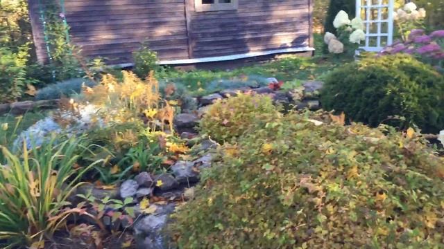 НОВИНКИ ДЛЯ САДА ГОРТЕНЗИЙ. СТРОБЕРРИ БЛОССОМ, ЛАЙМ ЛАЙТ.Барбарис Голден Ринг, гейхера. смотреть онлайн