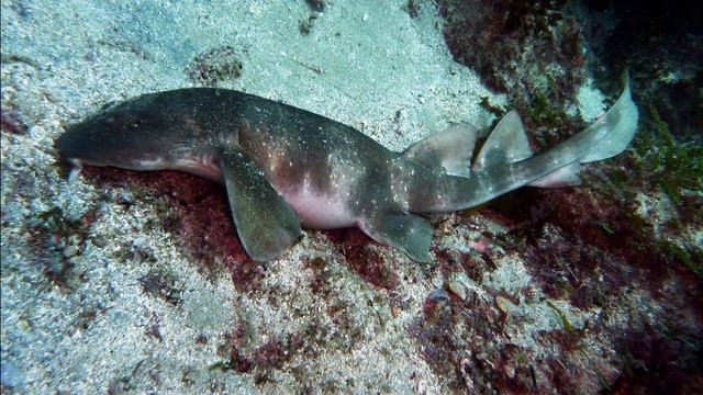 Facts: The Blind Shark смотреть онлайн