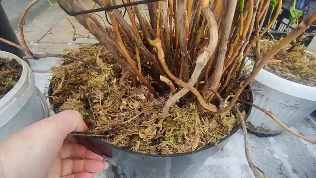 Крупнолистную гортензию в горшках отправляю на зимовку в подвал? смотреть онлайн