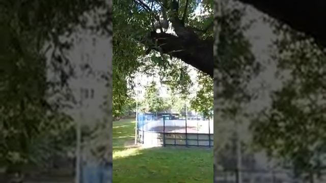 Герда и Матильда очень интересное видио Джек Рассел терьер))) смотреть онлайн