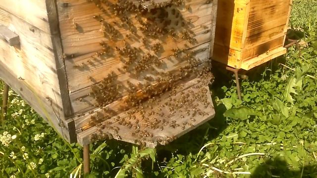 Копия видео 