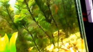 Cabomba species info