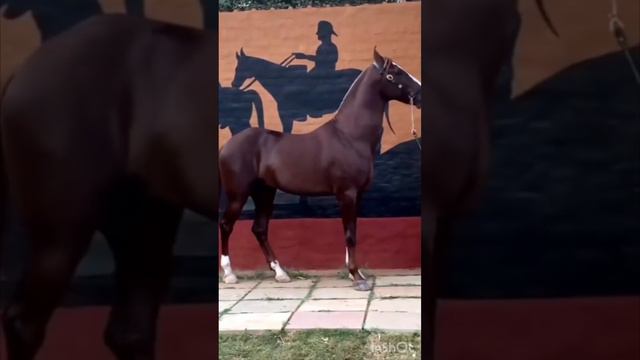 Красота и Грация Лошадей МАРВАРИ; Голоса и звуки животных; Животные вокруг нас; Животные в природе; смотреть онлайн