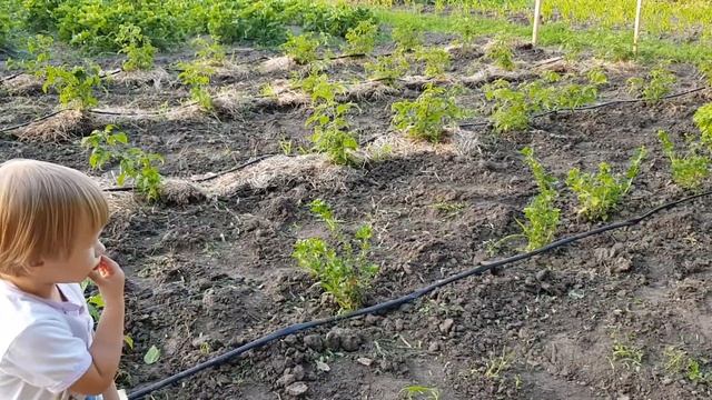 Урожай клубники Азия и Клери. Как на вкус. Рассада Азии и Клери. смотреть онлайн