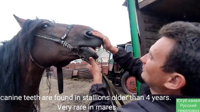 Что такое раздельное комбайнирование.| Как определить возраст лошади по зубам. смотреть онлайн