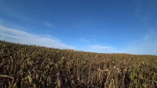 Шляпа мечты или подсолнечник который мы заслужили смотреть онлайн