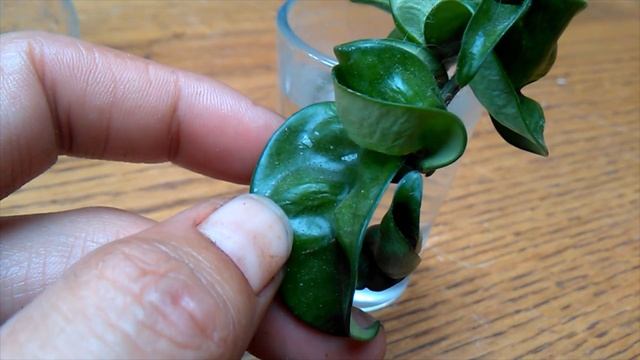 Hoya Carnosa Compacta Propagation