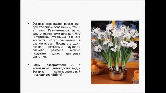 Эухарис амазонская лилия смотреть онлайн