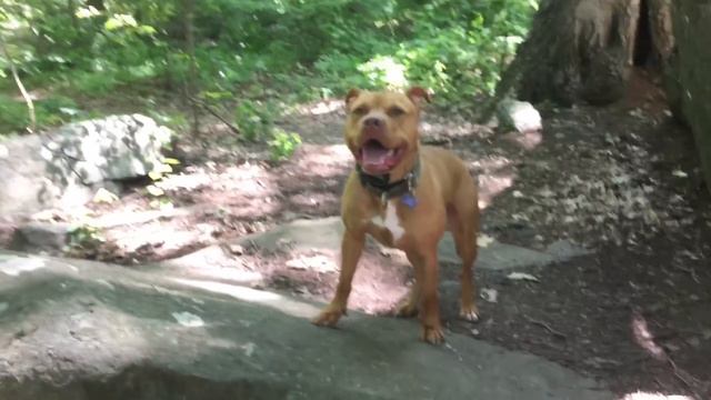 TYLER PURE BRED PIT BULL RESCUE WITH A HEART OF GOLD (FAN SUBMITTED) смотреть онлайн