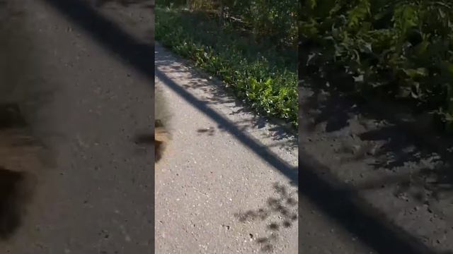 Дрессировка шпица 🐕 смотреть онлайн
