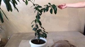 УХОД ЗА МАНДАРИНОМ В ДОМАШНИХ УСЛОВИЯХ