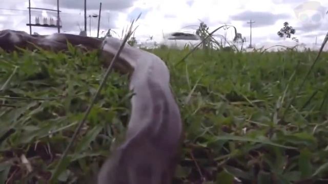 Ужасы Амазонии. 11 Страшных Cуществ Амазонки. Зомби Чез смотреть онлайн