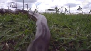 Ужасы Амазонии. 11 Страшных Cуществ Амазонки. Зомби Чез