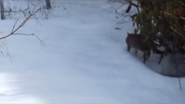 Frosty Feline Fun: Part 3 смотреть онлайн