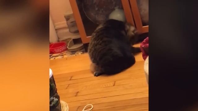 Ultimate Cute and Funny Cat Compilation 2018 | Funny Pet Videos смотреть онлайн