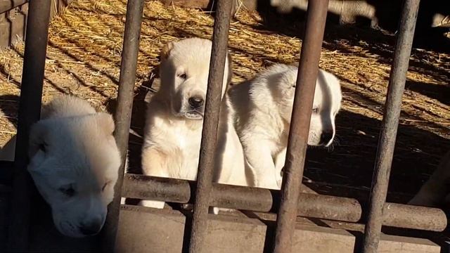 щенки алабая среднеазиатской овчарки из питомника Аз Марал продажа