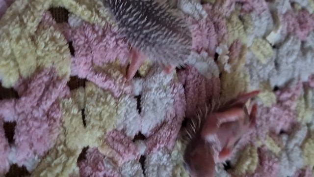 Шок!новорожденные ежата пищат???? смотреть онлайн