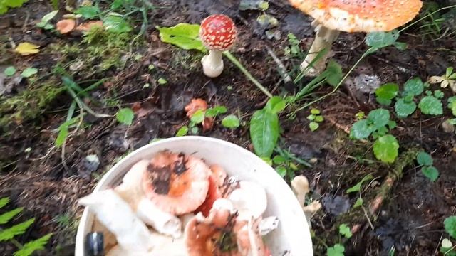 Ленинградская область, поход за грибами 2021 смотреть онлайн