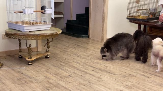 Evening Zoo Home. Вечерний зоо дом.