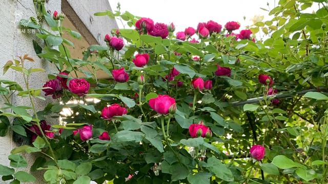 Baron Giraud De L'Ain(프랑스 장미)