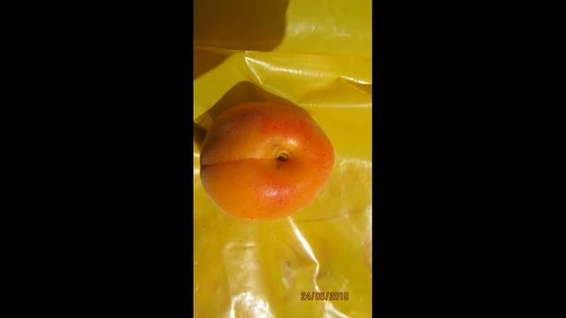 Абрикос Леджуна (серия Le) смотреть онлайн