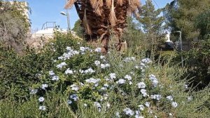 Плюмбаго или Свинчатка, Plumbago. Особенности, выращивание и размножение Плюмбаго.