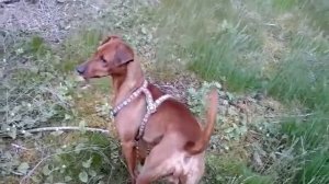 Пинчер немецкий