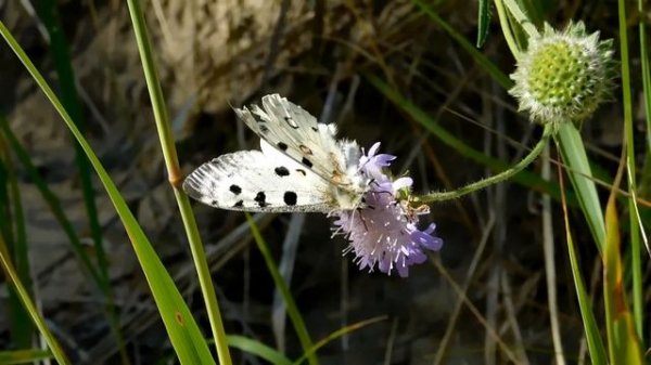 Бабочка Аполлон (Parnassius apollo). Владимировская область. Окр. Красный Маяк. 06.07.2021