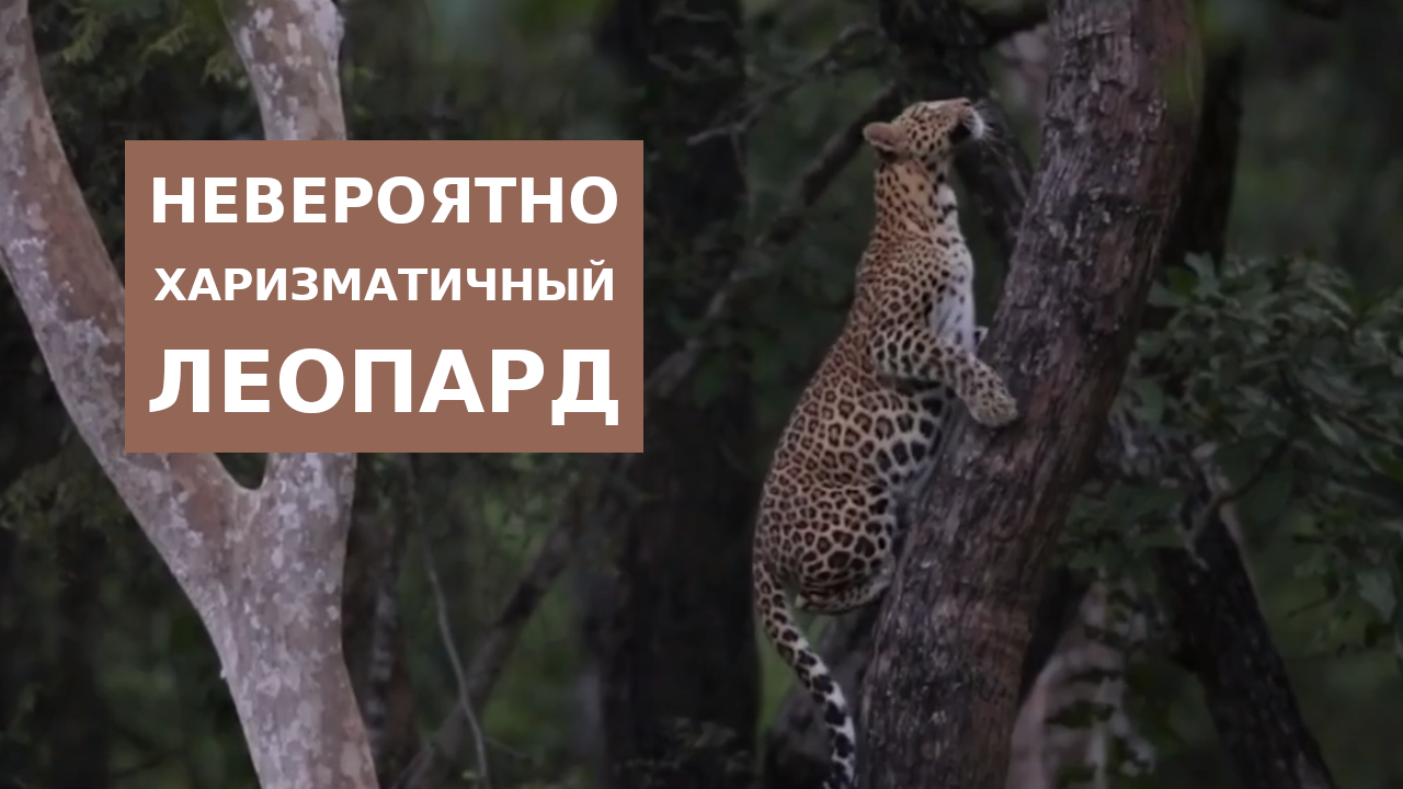 Харизматичный Леопард смотреть онлайн
