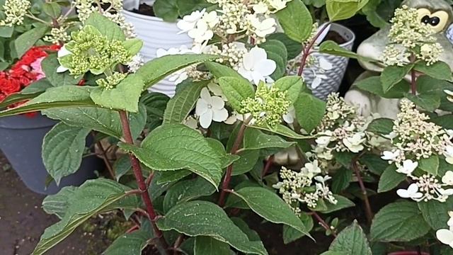 НОВЫЕ СОРТА ГОРТЕНЗИИ ПРИЕХАЛИ ДОМОЙ смотреть онлайн