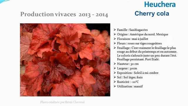 Jardinage: Heuchera Cherry Cola: Plante Vivace