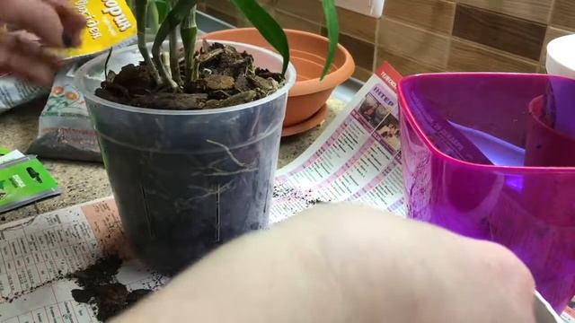 Пересадка Дендробиум Нобиле смотреть онлайн