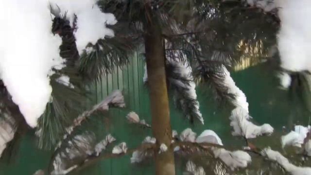 Сосны кедровые. Зима 2021.01 смотреть онлайн