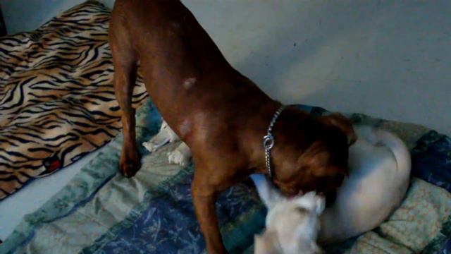 pitbul 5 mois (burger) vs Basset 2 mois (maggy) смотреть онлайн