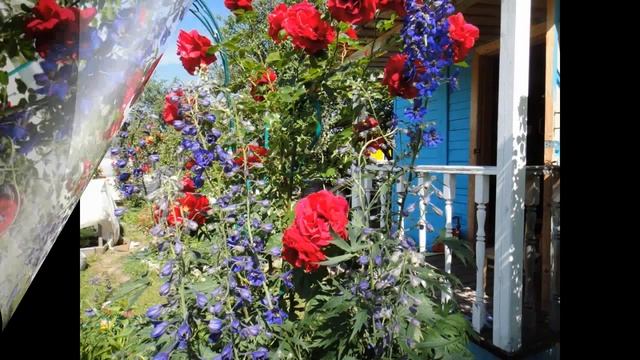 Роскошные ПЛЕТИСТЫЕ РОЗЫ смотреть онлайн