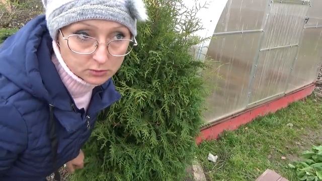 6 соток 30 октября. Малина спеет. Туи нарядны. Обработала грядку с лекарственных травами. смотреть онлайн