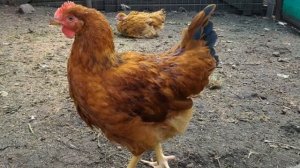 Разведение кур породы Венгерский великан как бизнес идея | Куры Венгерский великан