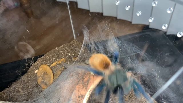 Feeding my Tarantulas: the BIG, BAD and BOLD! смотреть онлайн