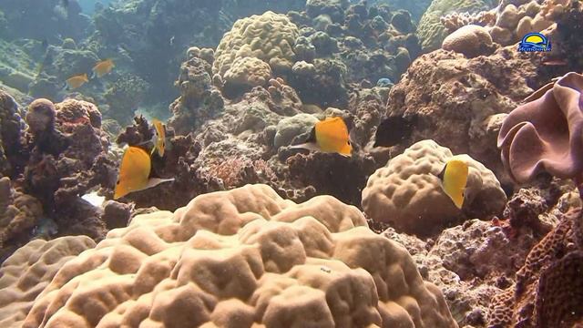 PALAU-PHILIPPINES. ПАЛАУ-ФИЛИППИНЫ.