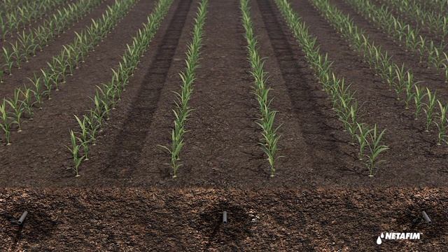 Капельный полив Фрагмент 3