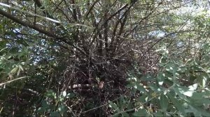 Лох узколистный / Маслина / Джидда / Пшат - описание растения и лечебные свойства