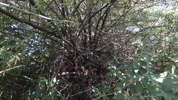 Лох узколистный / Маслина / Джидда / Пшат - описание растения и лечебные свойства