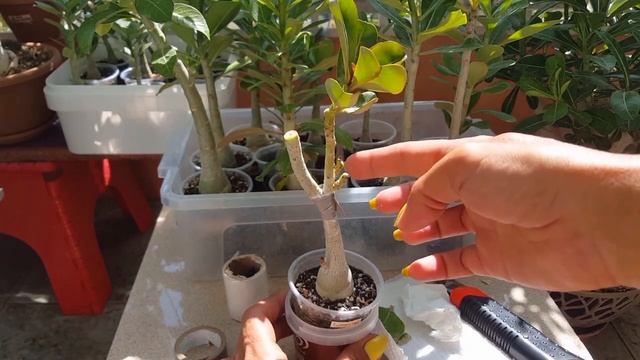 Посев семян мини Адениума. Прививки. Рабочие моменты. И красота! смотреть онлайн