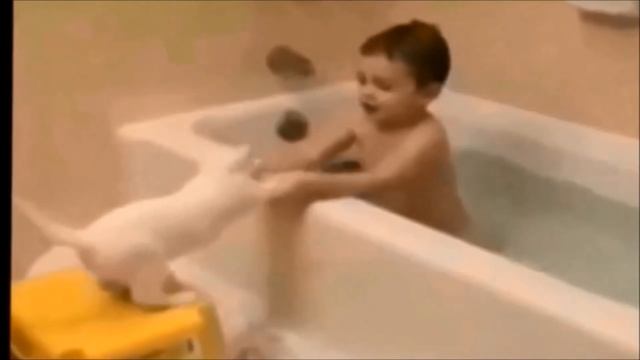 Изучаем породы кошек. Названия пород кошек. Развивающее видео для малышей смотреть онлайн